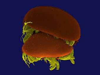 Imatge de l'ostracode.
